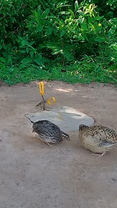 19K views · 342 reactions | Unbelievable Unique Creative Underground Quail Trap Using Scissors and cardboard Box | Animals Trap | Facebook