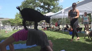 ‘It’s just incredible’: How goat yoga provides stress relief