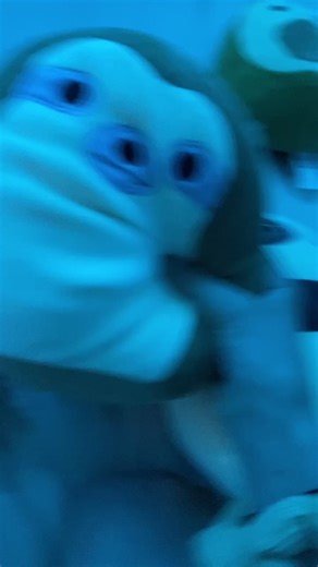 squishmallow.collection on TikTok