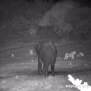 41K views · 2.6K reactions | When the reinforcements show up   | explore.org | Facebook