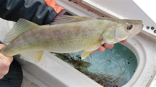 Walleye jigging and walleye fishing rod tips