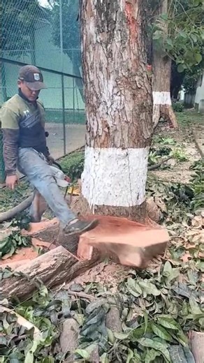 Woodworking project technique for cutting large mahogany trees #shortvideo #treecutting #trending