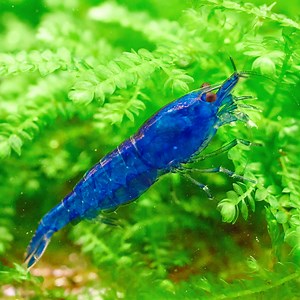 Blue Dream Garnele - Neocaridina