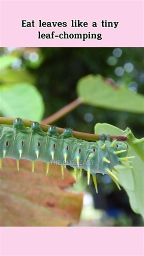 The Caterpillar that Eats like a monster #thebugbeast #shorts