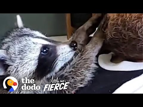 Baby Rescue Raccoon Climbs All Over Her New Siblings | The Dodo Little But Fierce