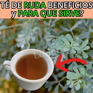 34K views · 484 reactions | TÉ DE RUDA BENEFICIOS PARA QUE SIRVE?...