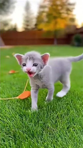 German Rex Cat Breed