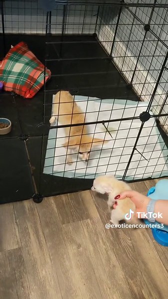 Adorable Fennec Fox Baby Meeting Big Brother for the First Time