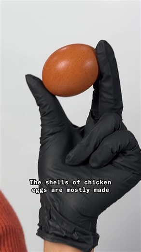 Most animals on Earth lay eggs: most invertebrates, including most insects, most fish, most amphibians, most reptiles, all birds and even a few mammals lay eggs to reproduce. So what about us? In this episode of Big Ideas (from the team behind Deep Look), Niba zooms out to explore one of evolution’s biggest plot twists: how eggs evolved, how they conquered land, and why most mammals — including us — moved on to live birth.