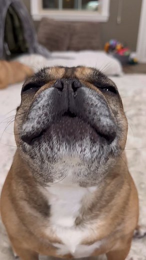 253K views · 32K reactions | Howl dare you not think I’m cute??? #cute #cutedog #awoo #howl #bark #woof #love #loveyou #like #follow #dog #cutestdogever #fyp #foryou #instamood #frenchbulldog #frenchiephotos #frenchiesofinstagram #frenchie #me #❤️ #look | Bekandco | Facebook