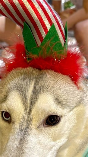 Yes I'm an Elf #hairband #xmas Santa's Helper #husky #mypet #play