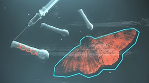 How Novavax uses moth cells to create its coronavirus vaccine