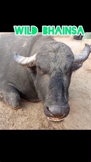 “This Wild Buffalo Went Out of Control — What Happened Next Shocked Everyone#buffalo #animals