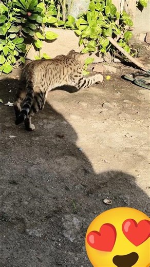 matla uper matalu 😺🥰😻😻