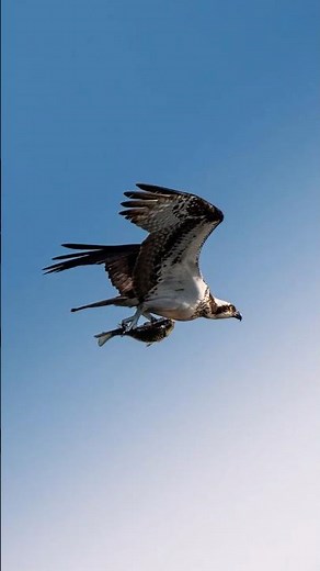 Osprey flying with its catch! Can’t believe I was able to film this handheld #osprey #nature