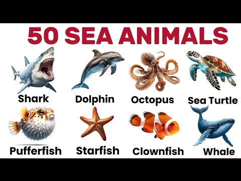 Sea Animals | Learn 50 Sea Creatures Names in English | Ocean Animals Vocabulary #seaanimalsname