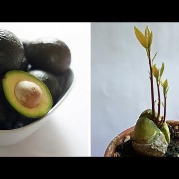 COMMENT FAIRE POUSSER UN AVOCATIER avec un noyau d'avocat : 2 techniques et résultats