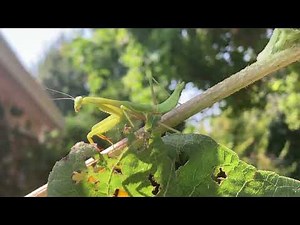 Praying mantis walking