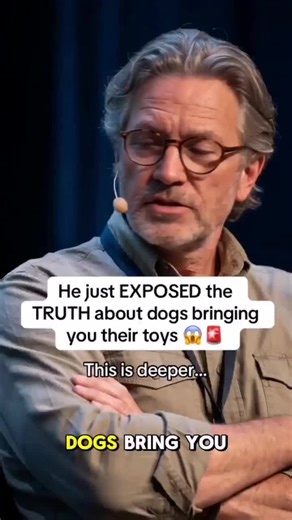 Effective Flea and Tick Defense Routine for Dogs