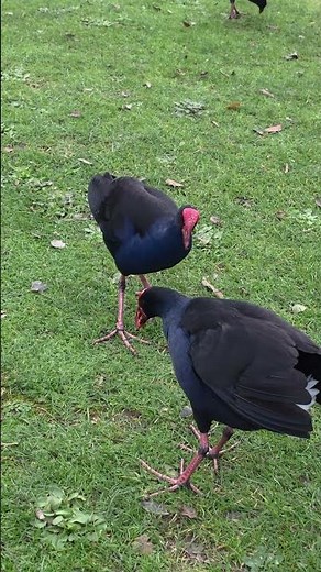 "I am Angry and Upset you know!!" - Cute Pukekos!! #Birds #Pukeko #Sound #Action#Shorts
