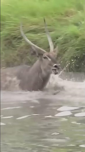 Life of African Lions – Lions Wade in Water to Hunt !