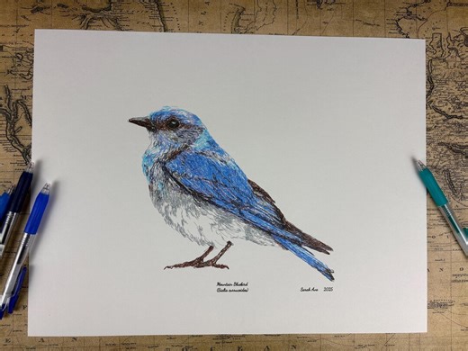 Original Hand-drawn Ink Artwork – Mountain Bluebird (sialia Currucoides) – Bird Drawing by Avaria Ink - Etsy