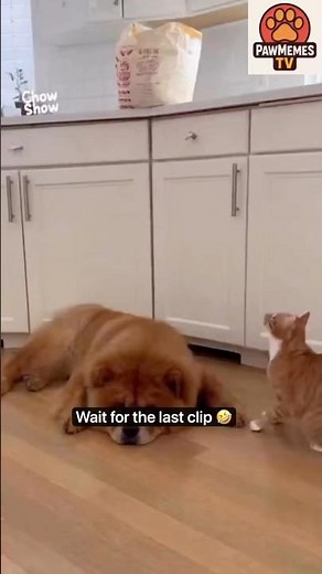 Cats VS Dogs 😂 #shorts