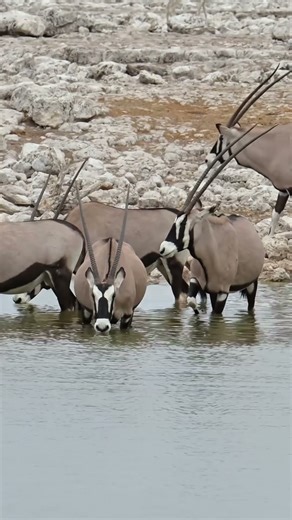 Oryxes at Etosha National Park in Namibia.