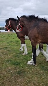 3.7K reactions · 147 shares | MOJO & CHALLENGER are just "test-driving" the shire ring ahead of the show tomorrow! #merionethcountyshow | Robinsons Shire Horses | Facebook
