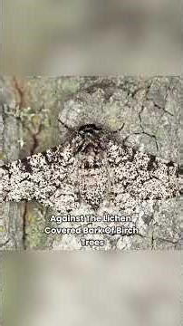The Peppered Moth - Evolutionary Example #evolution #science