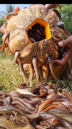 13K views · 110 reactions | Amazing Fishing Trap Video. Best Fishing Under deep water pond. Amazing Fishing Technique. #fish #fishing #best #top | Fisherman Animal Lover Short | Facebook