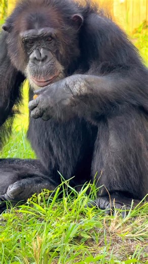 HAPPY BIRTHDAY TONKA! Today Tonka turns 34🎉 and we can’t wait to celebrate his birthday with him and all of his friends!🎂🥳 Comment below some birthday wishes for Tonka🎈🎁🙈 #birthday #tonkathechimp #chimpanzee | Save the Chimps, Inc.