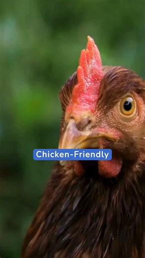 5.5K views · 59 reactions |  Chicken-friendly plants are those that...