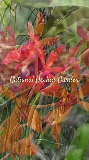 National Orchid Garden, Singapore