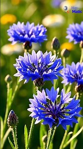 Estonia National Flower Cornflower 🌸 | Short Video | National Flower Series by MapMatic