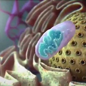 Electron Transport chain