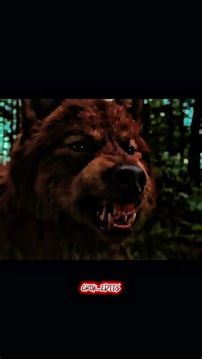 WOLVES OVER VAMPIRES #shorts