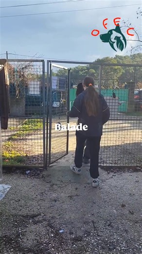 Avent - Jour 9 : Une matinée aux chiens, version pluvieuse Ce matin, l’équipe de bénévoles du jeudi vous emmène avec elle pour une matinée au refuge, du côté des chiens. On commence par le plus important : le nettoyage des enclos. Les chiens passent à tour de rôle au parc de liberté pendant que nous ramassons les déjections et les morceaux de jouets, sortons et secouons les couvertures, mettons à sécher celles qui sont humides et les remplaçons par des sèches, refaisons des couchages confortable