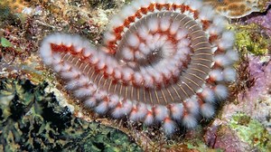 Texas beachgoers warned about fireworms: How to avoid painful stings and treat them