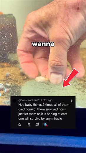 ShrimplyTheBest on Instagram: "3 tips to keep your baby fish alive!🐟✅ #fishtank #aquarium #fish #aquariumhobby #aquascape #reef #fishkeeping #tropicalfish #aquascaping #freshwateraquarium #aquariumfish #plantedtank #aquariums #reeftank #aquariumlife #cichlids #plantedaquarium #cichlid #freshwater #bettafish #nature #aquariumsofinstagram #coral #freshwaterfish #saltwateraquarium #cichlidtank #fishkeeper #natureaquarium #saltwatertank #coralreef"