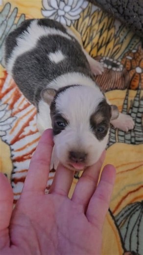 7.8K views · 123 reactions | Perfect little cowboy corgi boy with the very unique bluie/slate coloring! | Small Town Mini Heelers | Facebook