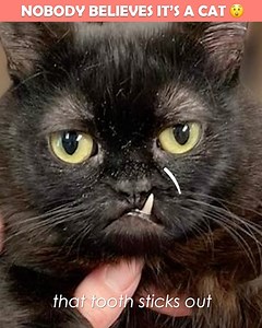 5.1K views · 575 reactions | Ozzy is a dwarf cat that became an adorable team member of the vet clinic. He gets such needed love and treatment for free, but this kitto found a way to thank his family for all the help! #dwarfcats #grumpycat #cuddlebuddies #catvideos | Cuddle Buddies | Facebook