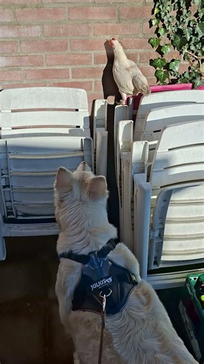 white shepherd and a chicken #germanshepheard #dog #dogs