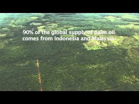 Palm Oil Plantations and Deforestation in Borneo -- View from the Sky