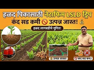 हळद पिकासाठी Netafim LSLD ड्रिप – कंद सड कमी, उत्पन्न जास्त | हळद लागवड | समान पाणी आणि खत नियोजन