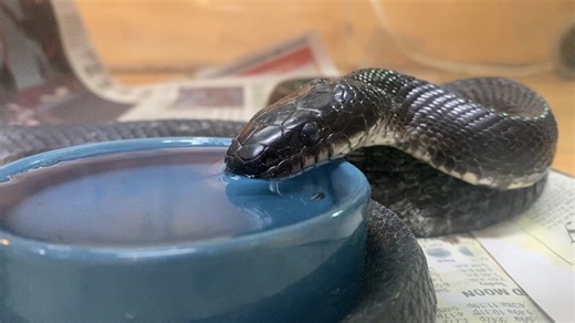 24K views · 791 reactions | Ssssnakey Saturday! This thirsty Eastern...