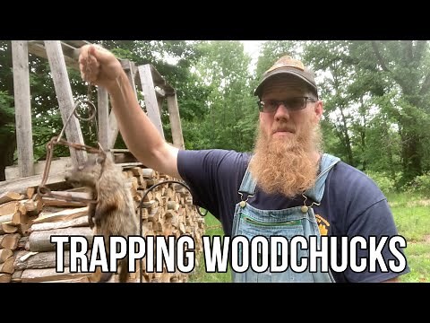 Trapping Woodchucks or Groundhogs with a Conibear Trap