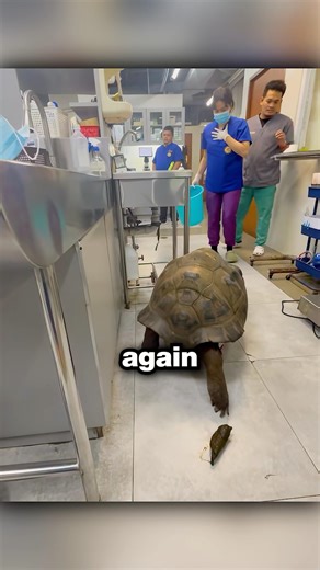This Vet Is Destroying This Turtles Shell 🥺