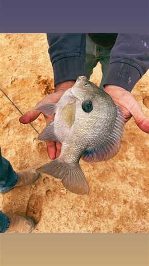 GeorgiaLipRippers (@georgia_lip_rippers)’s videos with Sunshine - WIRA