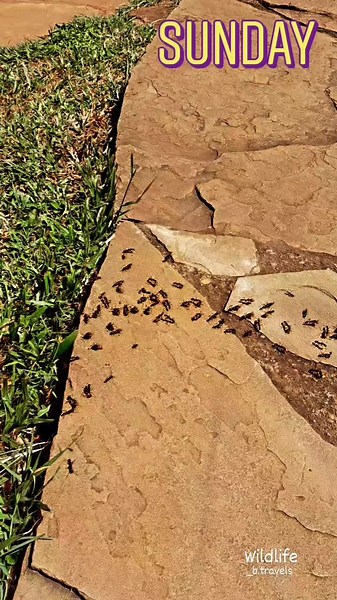 Safari ants or Driver ants 🐜 These are Dorylus, more commonly known as driver ants or safari ants, a large genus of army ants found in Central, Eastern and South Africa, and tropical Asia. https://factanimal.com/driver-ant/ #wildlifeplanet #wildafrica #wildlife #animal #animalkingdom #planetearth_visuals